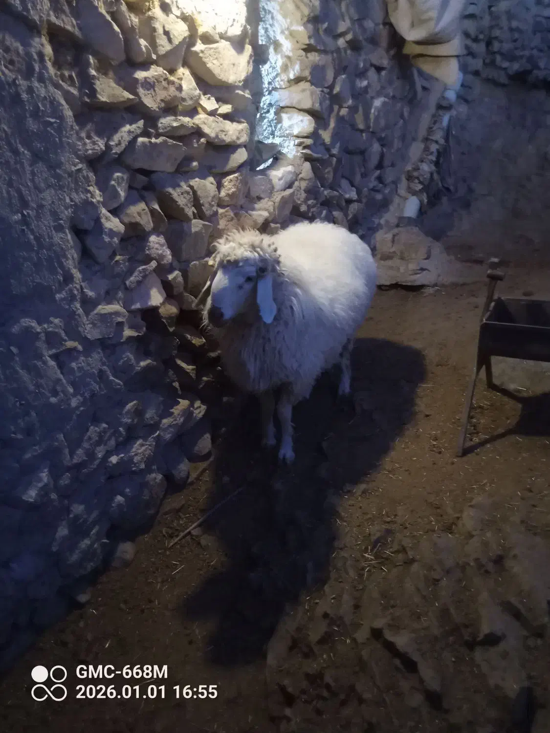 بره نر|حیوانات مزرعه|سده (خراسان جنوبی), |دیوار