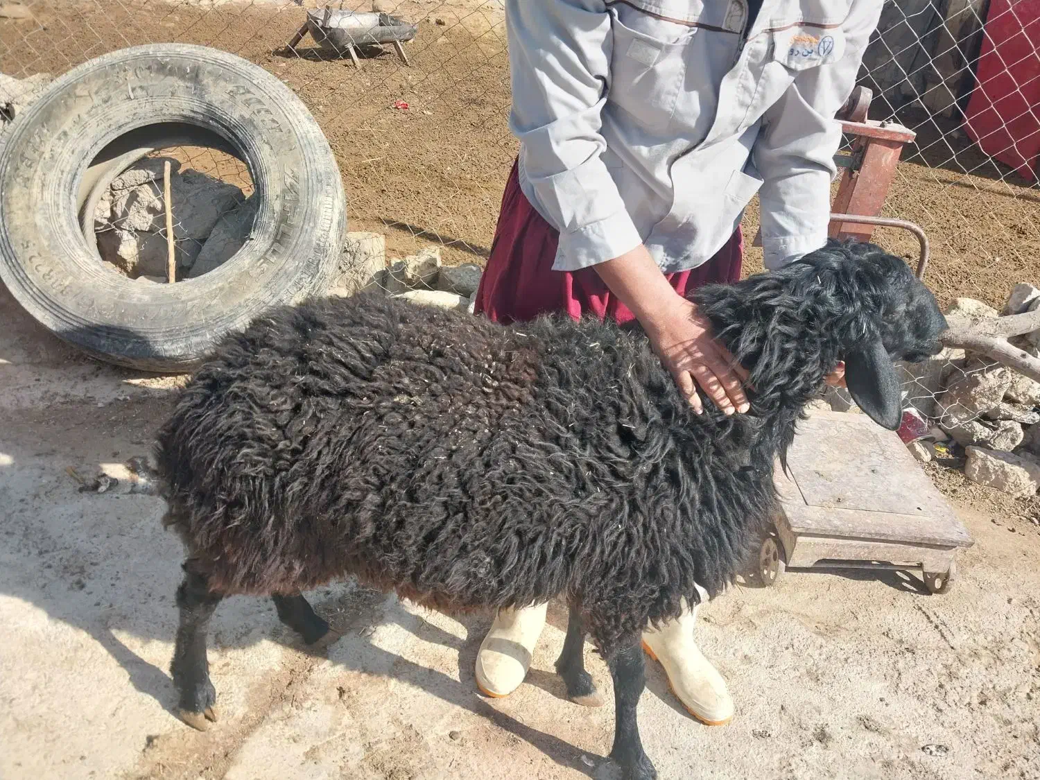 ذبح ویا قصابی انواع دام|خدمات پذیرایی، مراسم|گلستان (تهران), |دیوار