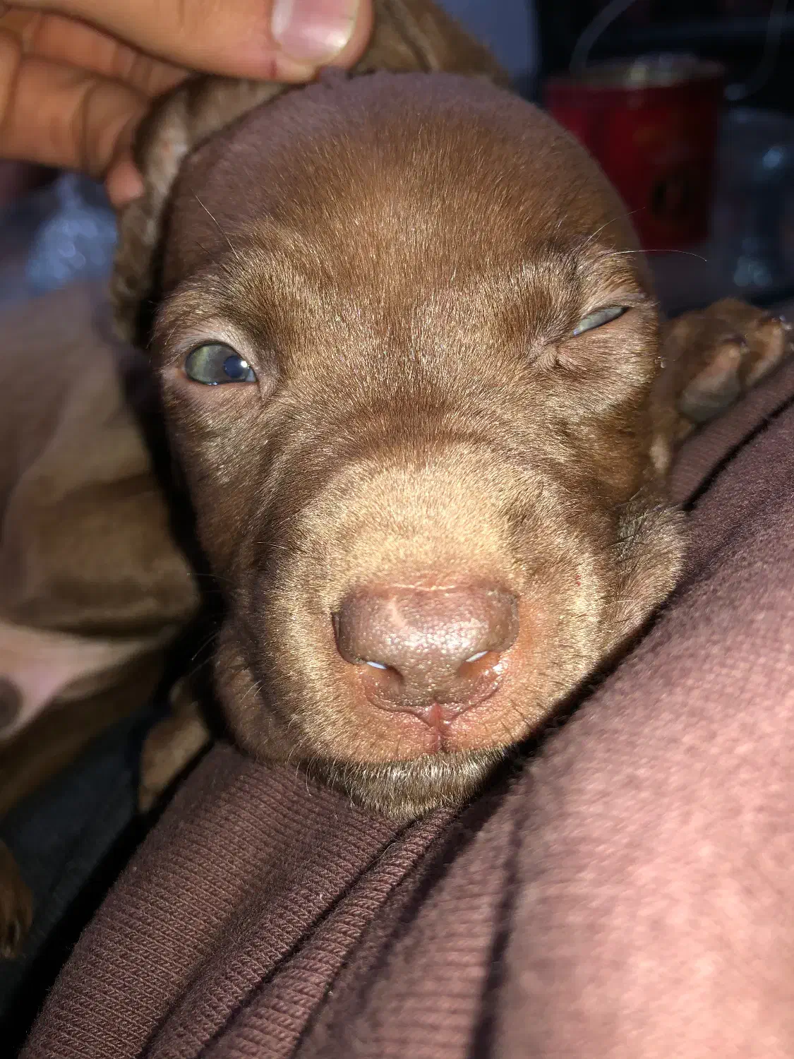 پیتبول رد نویز|سگ|اردبیل, |دیوار