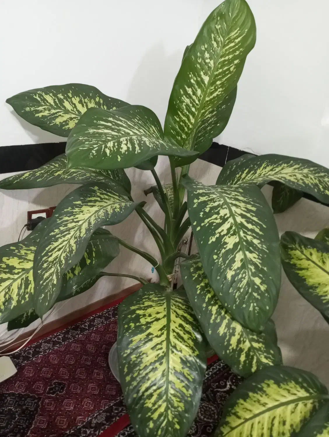 گل دیفن|گل و گیاه طبیعی|کلاترزان, |دیوار