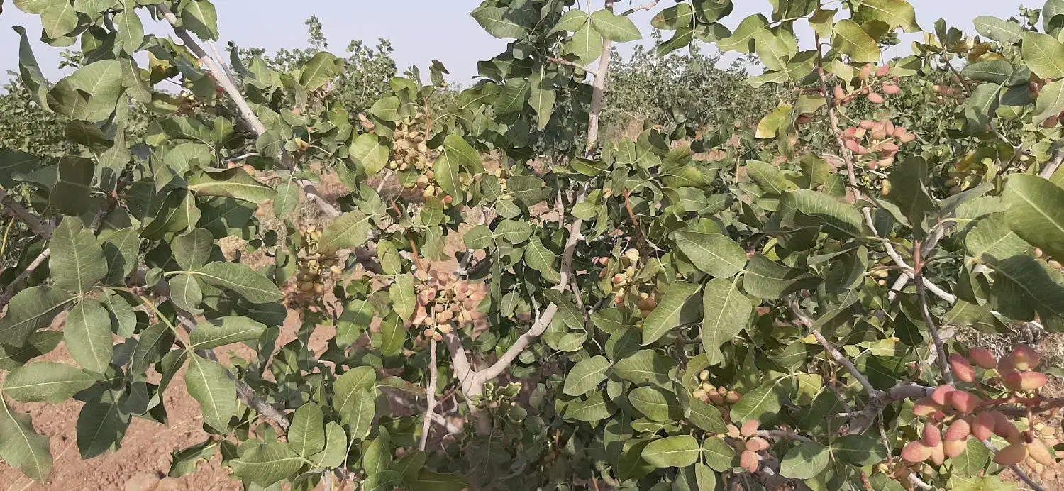 باغ پسته|فروش دفتر صنعتی، کشاورزی، تجاری|طاغنکوه, |دیوار