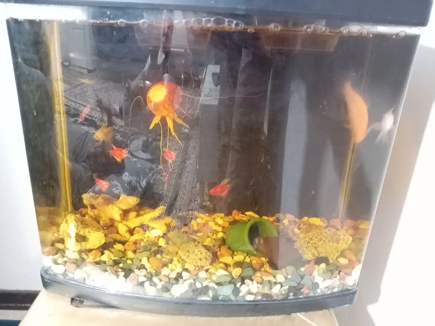 آکواریوم شیشه خم|ماهی|پرند, فاز ۶|دیوار