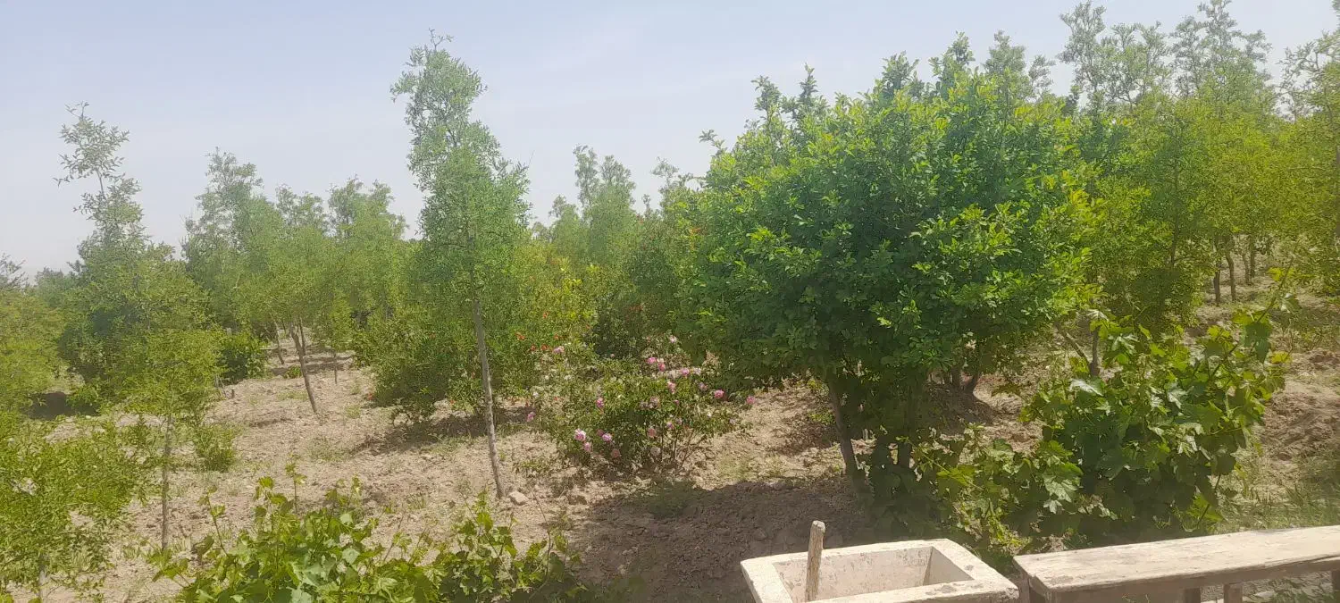 فروش فوری باغ بایک ساعت اب درخوسف|فروش دفتر صنعتی، کشاورزی، تجاری|خوسف, |دیوار