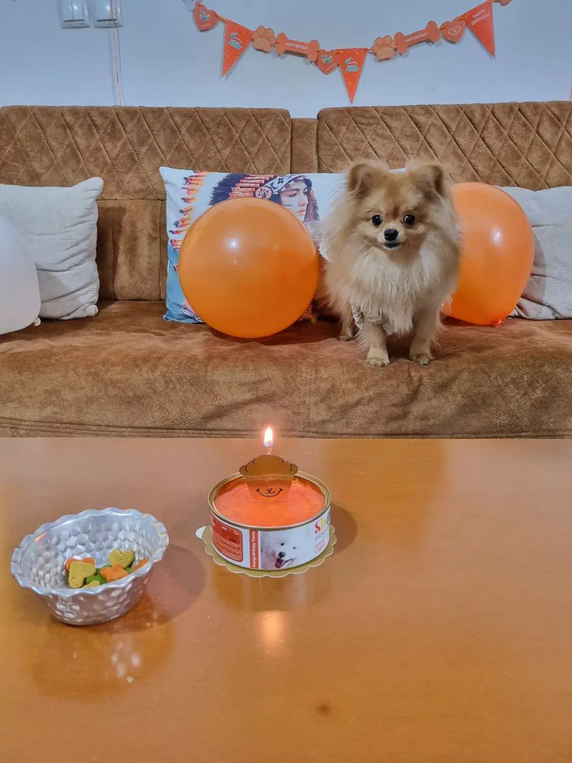 پت ( سگ )|سگ|کرج, عظیمیه|دیوار