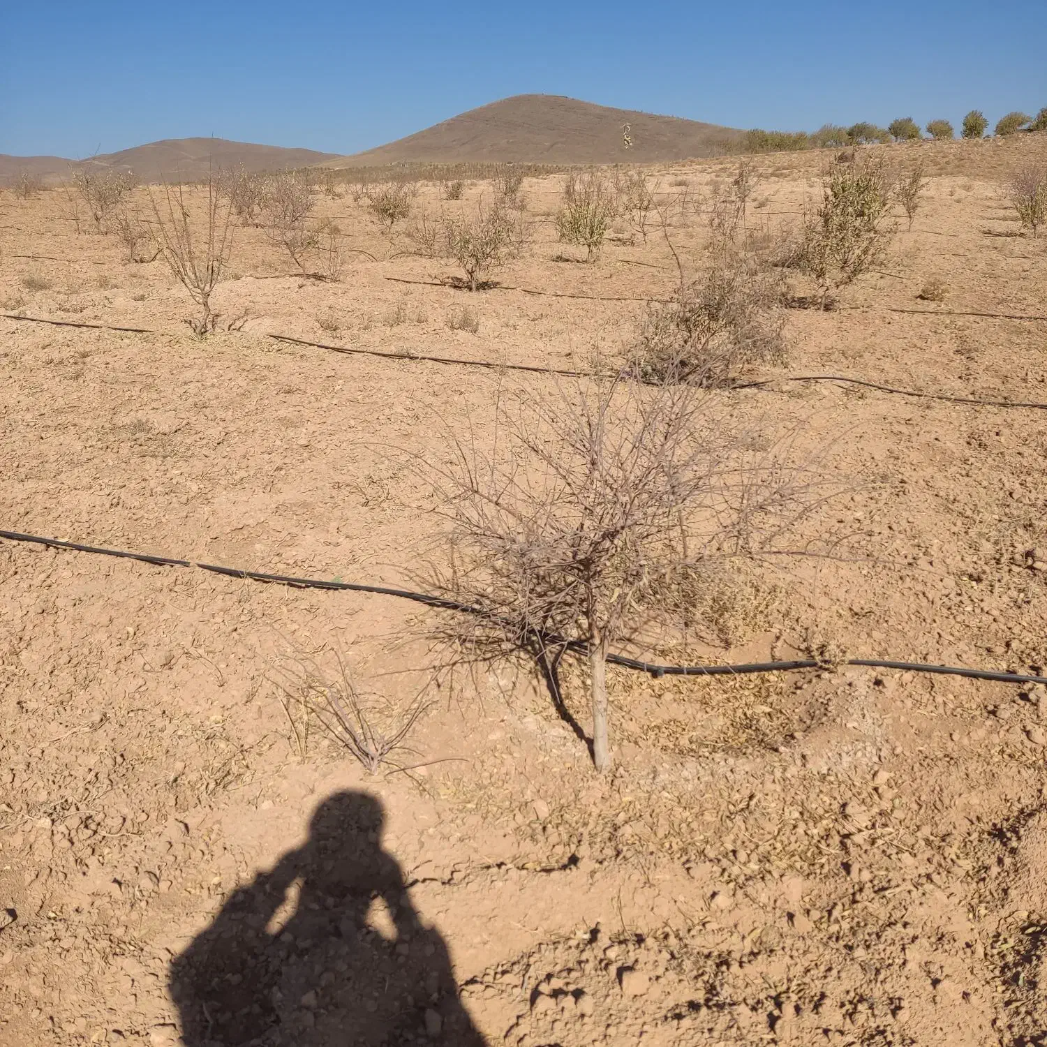 ده هزارمتر بادام مامایی جوان|فروش زمین و ملک کلنگی|سامان, |دیوار