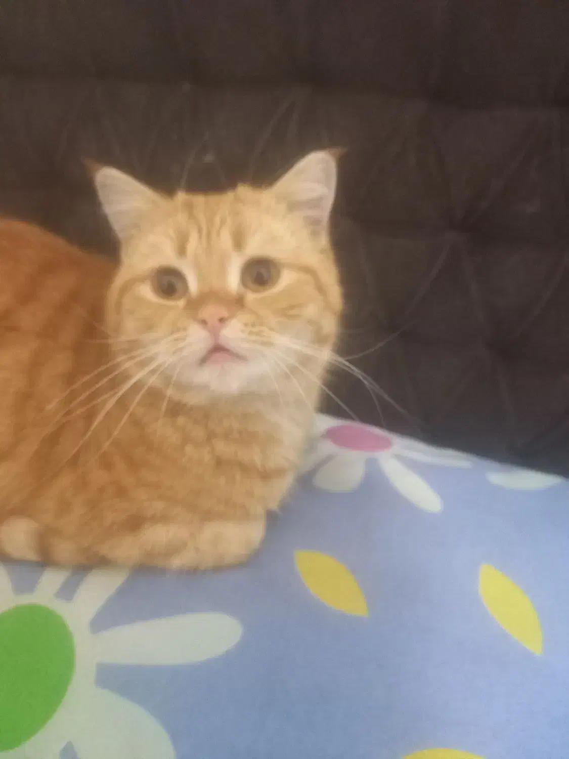 نگهداری شبانه روزی سگ و گربه در منزل|خدمات پیشه و مهارت|اصفهان, خانه اصفهان|دیوار