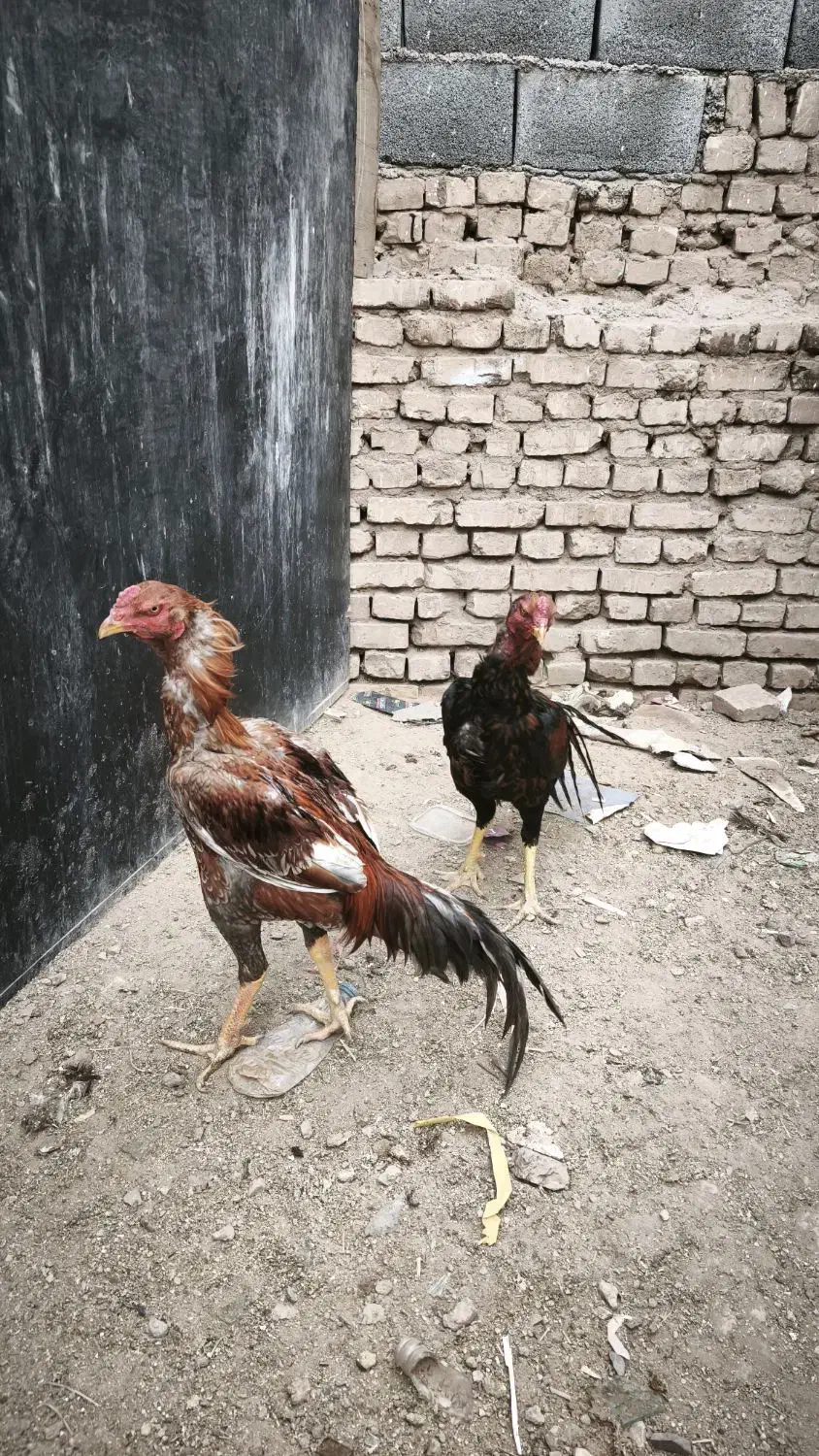 خروس لاری|حیوانات مزرعه|یزد, |دیوار