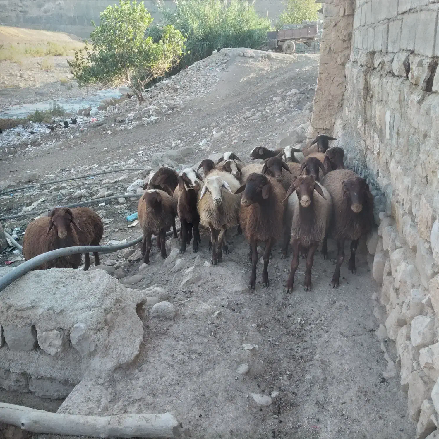 ۲۰ ر۰س بره|حیوانات مزرعه|شاهیوند, |دیوار