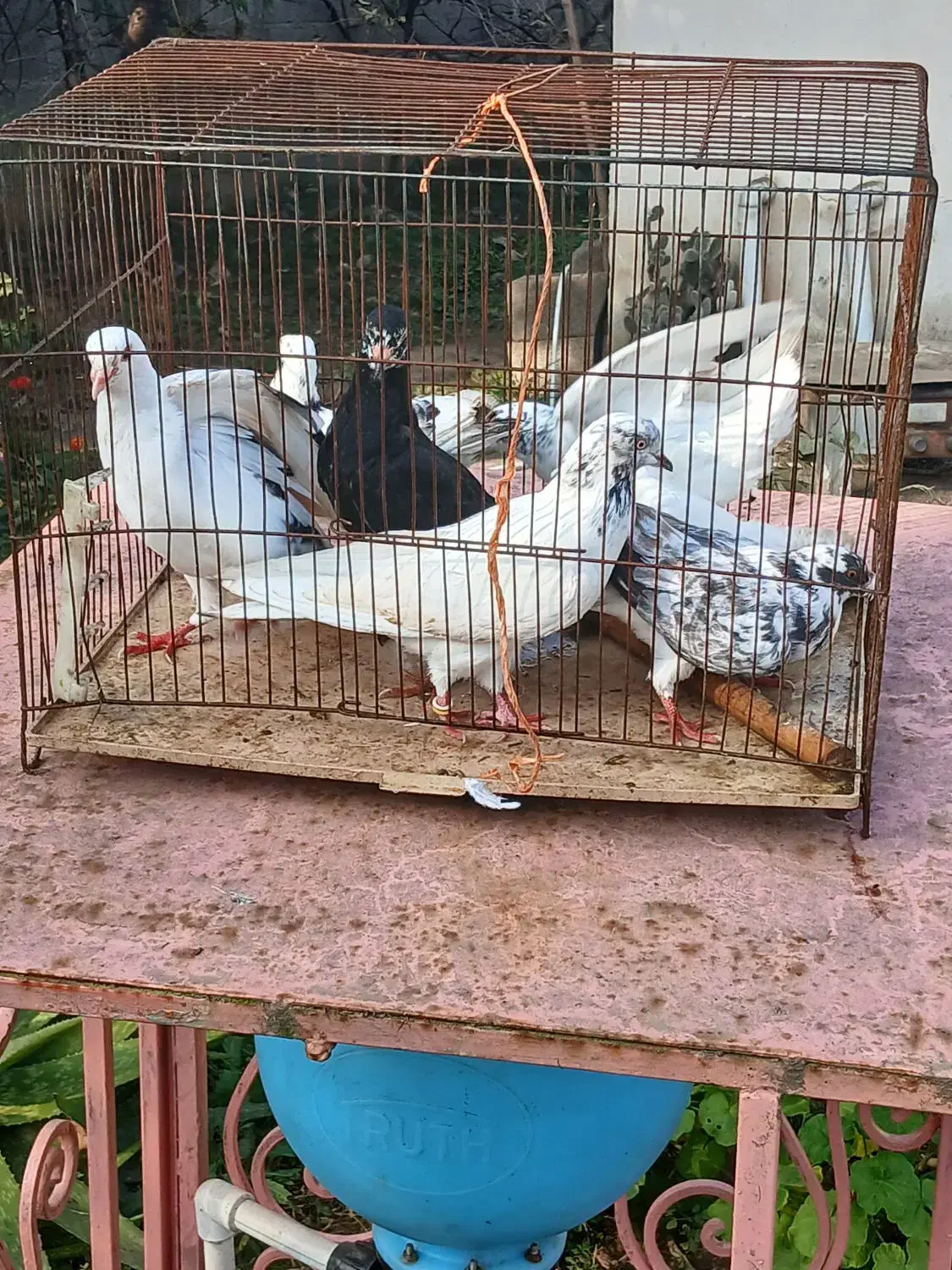 کبوترخوشگل پرشی نر وماده بالغ سالم سرحال|پرنده|صومعه‌سرا, |دیوار