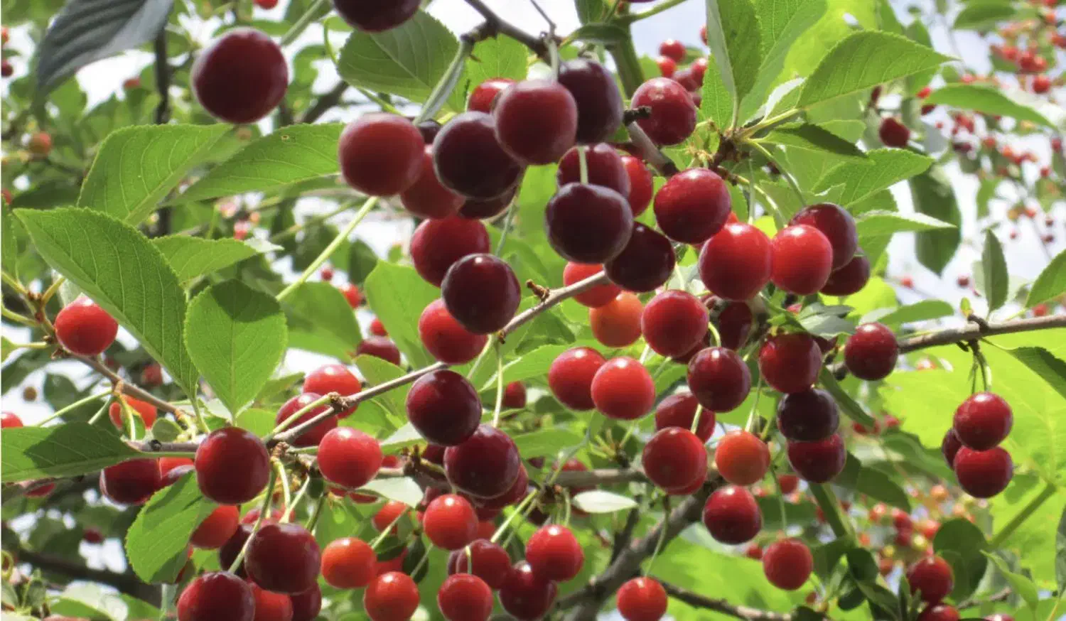 باغ در گلمکان|فروش خانه و ویلا|گلمکان, |دیوار