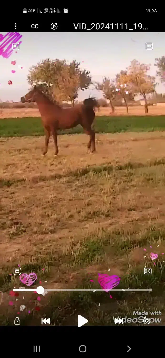 مادیان درشوری فروش با چک معتبر|اسب و تجهیزات اسبسواری|گلپایگان, |دیوار