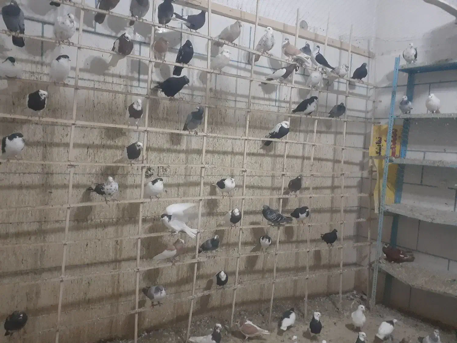 کبوتر طوقی|پرنده|اسفرورین, |دیوار