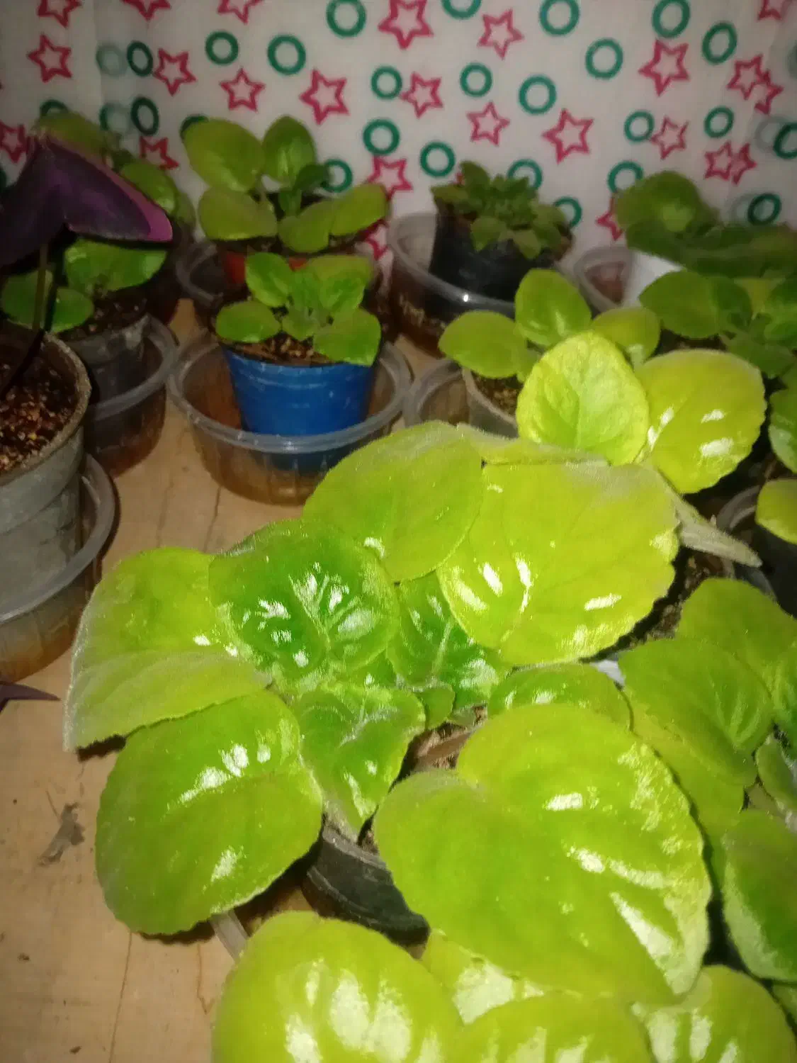 گل وگیاه|گل و گیاه طبیعی|صحنه, |دیوار