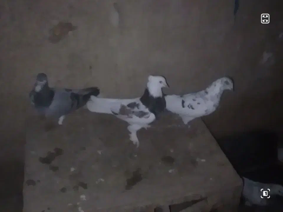 کبوتر پرشی|پرنده|ابریشم, |دیوار