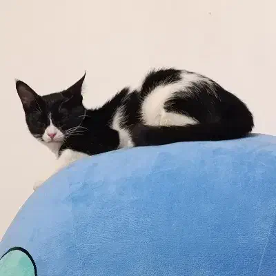 گربه ۶ماهه|گربه|کاشان, فاز ۲ ناجی آباد|دیوار