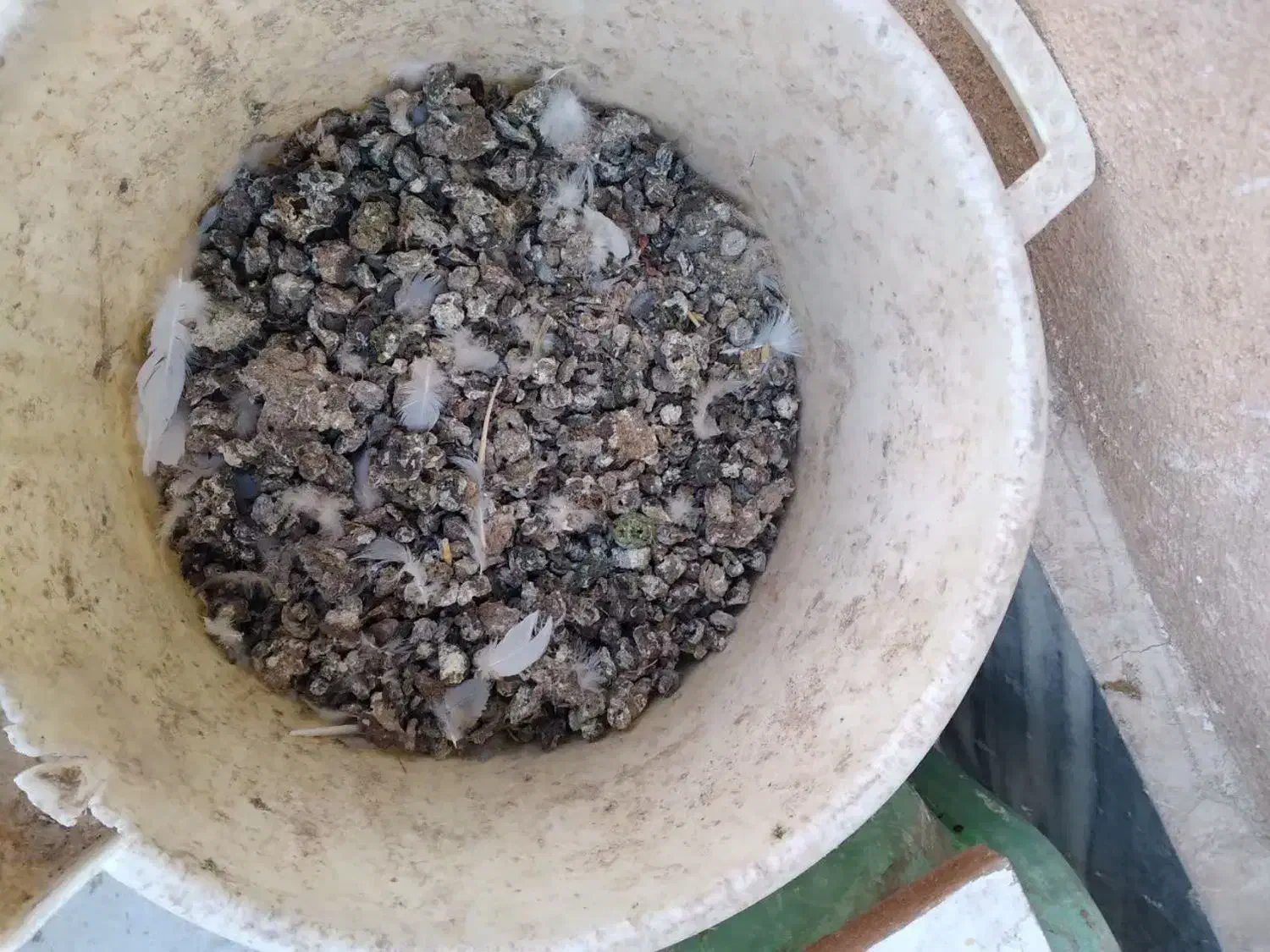 کود ، فضله کبوتر چای خشک|خدمات باغبانی و درختکاری|بروجرد, |دیوار