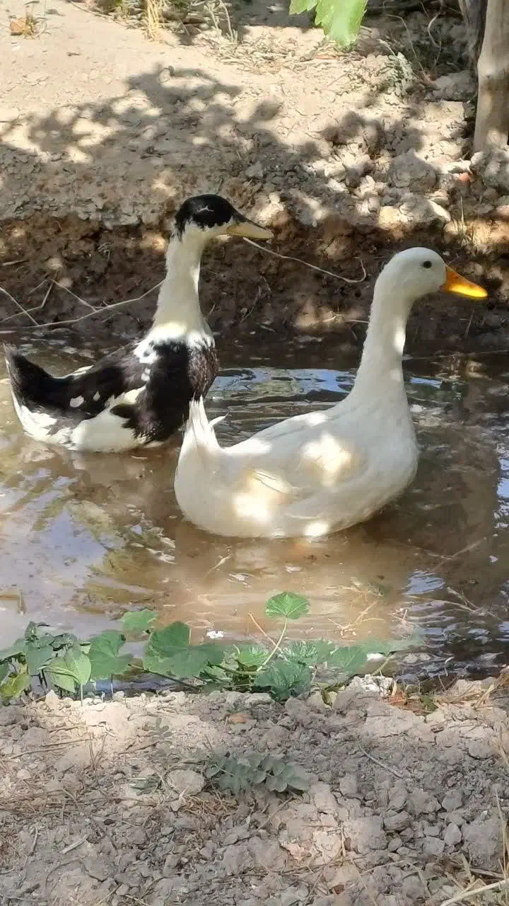 اردک پکنی|حیوانات مزرعه|شاهدشهر, |دیوار