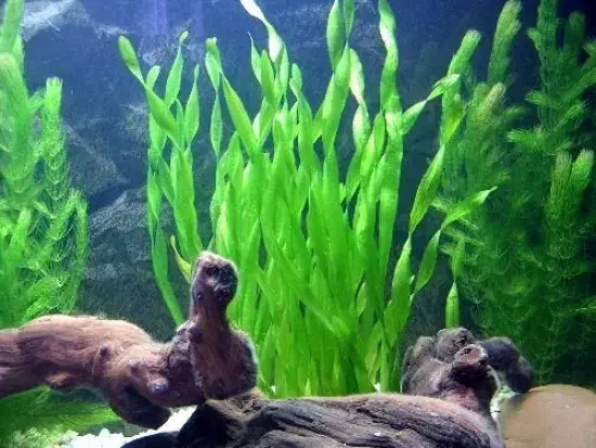 گیاه گندمی آکواریوم|ماهی|تهران, قصر فیروزه ۲|دیوار