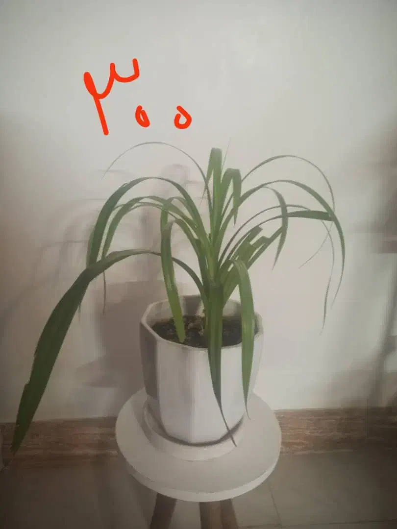 تعدادی گل طبیعی.گل یوکا بنسای.سرحال|گل و گیاه طبیعی|شاهرود, |دیوار