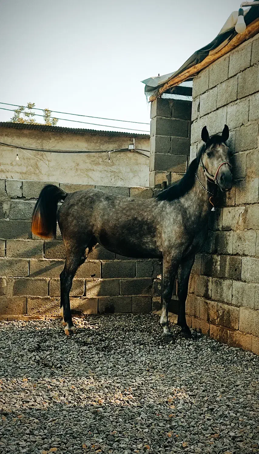 اسب|اسب و تجهیزات اسب‌سواری|ابریشم, |دیوار