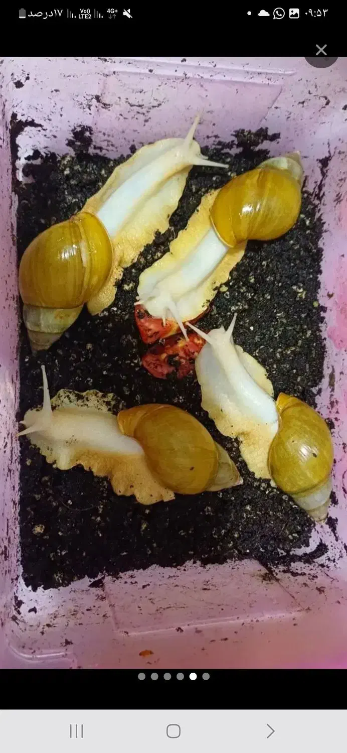 حلزون البینو|خزنده|بندر گناوه, |دیوار