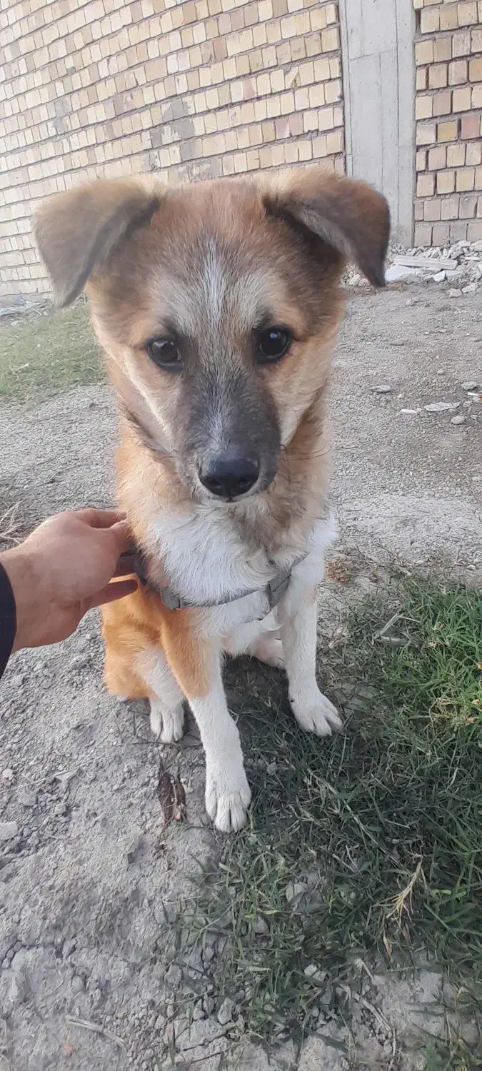 سگ پاکوتا|سگ|آزادشهر, |دیوار