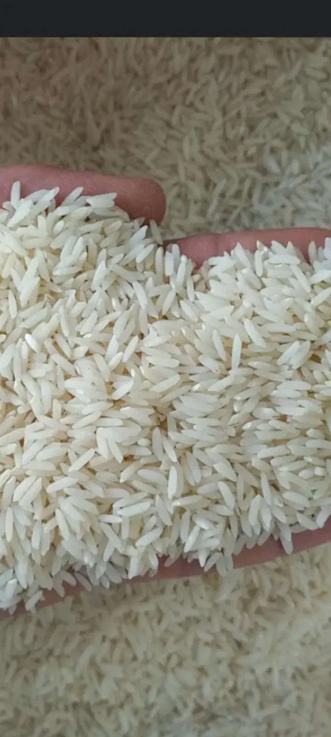 برنج طارم|خوردنی و آشامیدنی|بهشهر, |دیوار
