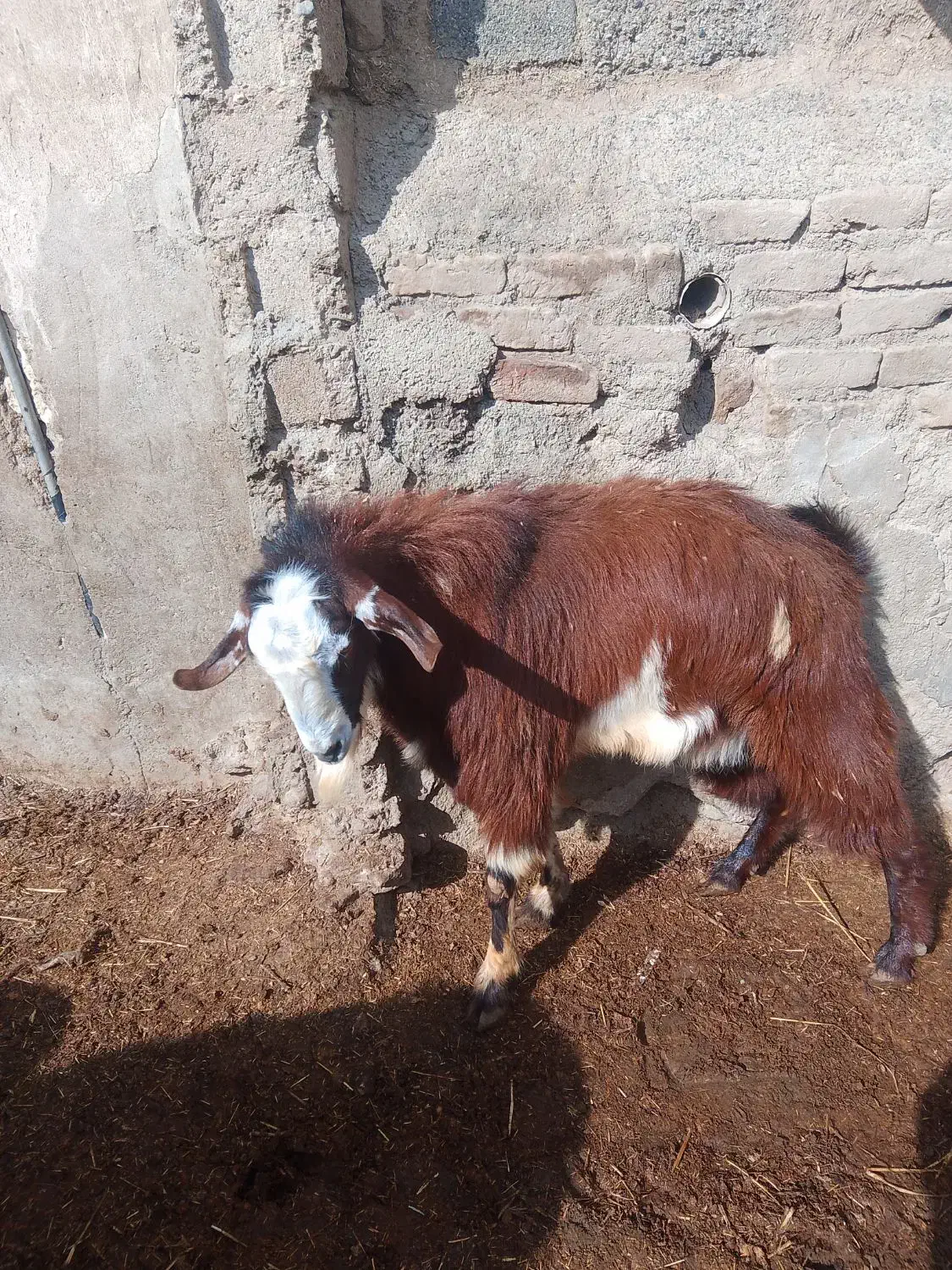 نیری بزرگ|حیوانات مزرعه|محمدیار, |دیوار