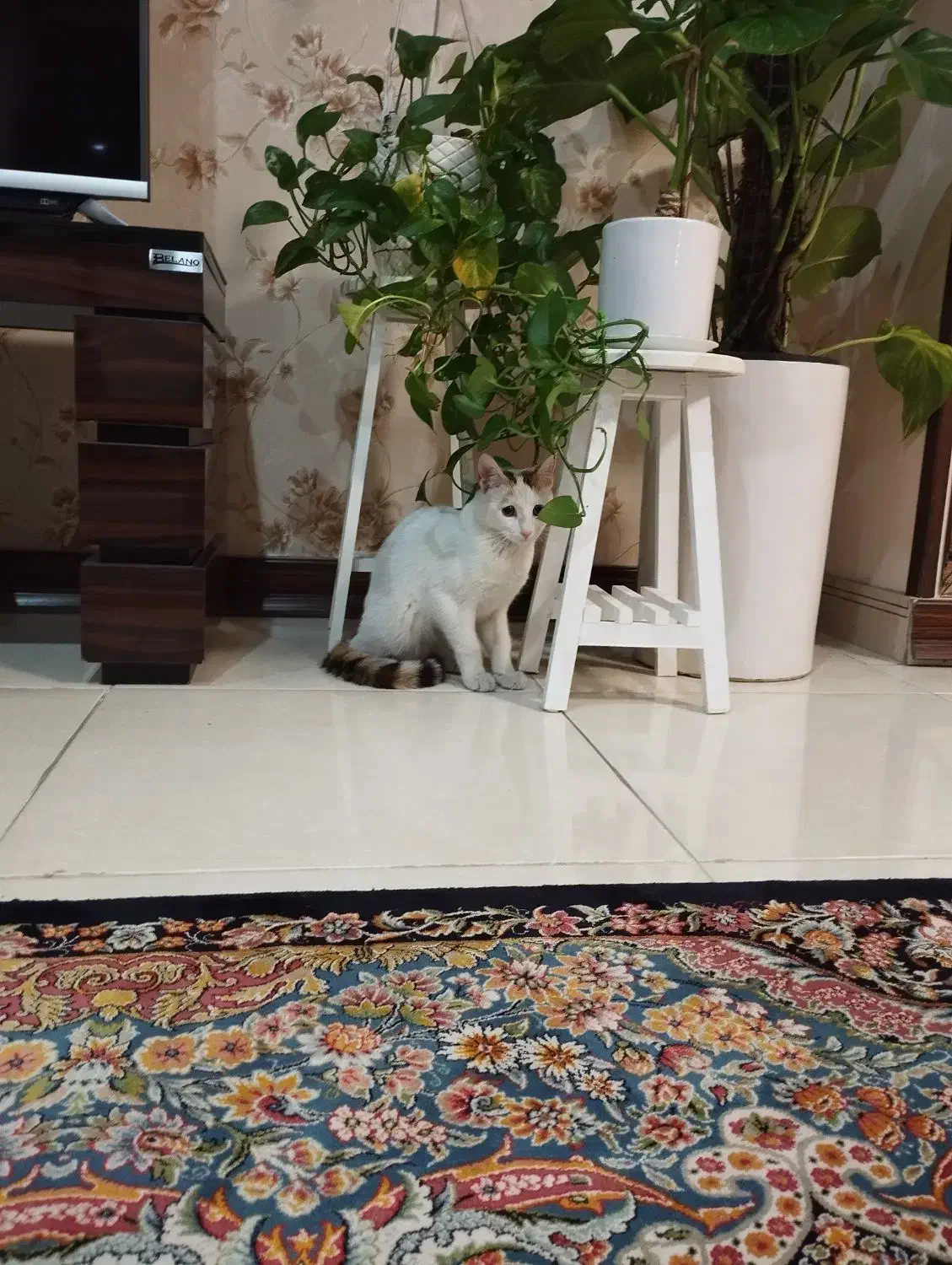 گربه گمشده|گربه|اسلامشهر, شهرک قائمیه|دیوار