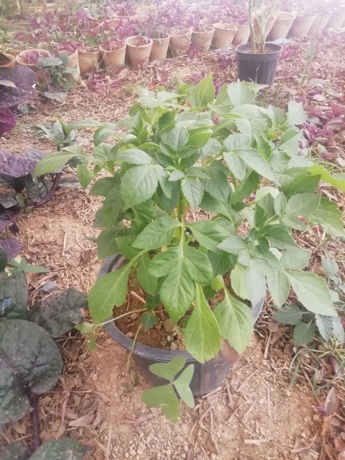 گل وگیاه|گل و گیاه طبیعی|بن, |دیوار