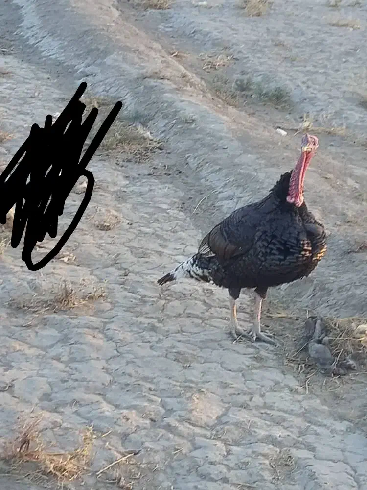 بقلمون|حیوانات مزرعه|زهک, |دیوار