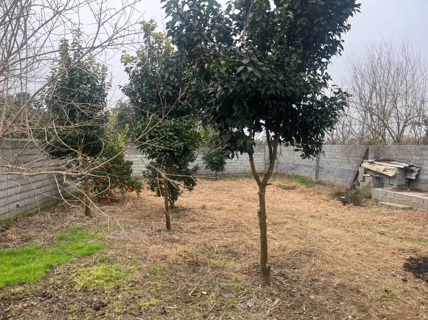 شمال سیمرغ کیاکلا|فروش خانه و ویلا|قائمشهر, |دیوار