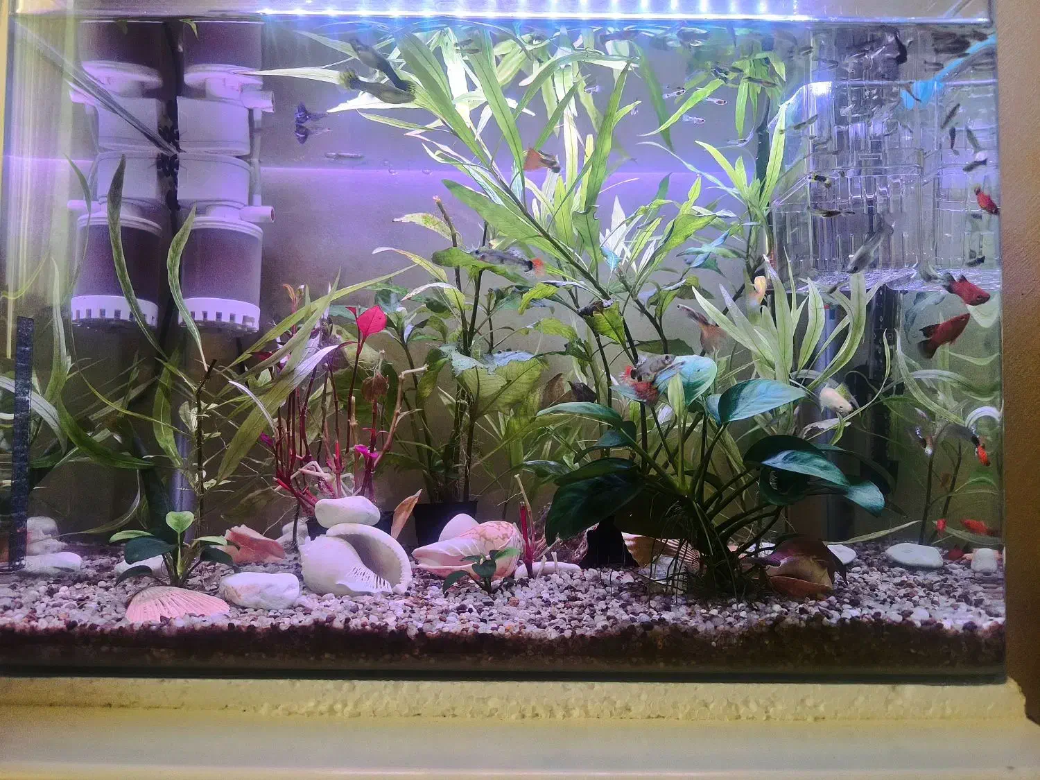 آکواریوم|ماهی|زنجان, |دیوار