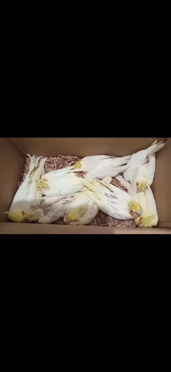 جوجه عروس هلندی سرلاکی نژاد سخنگو|پرنده|تهران, پونک|دیوار