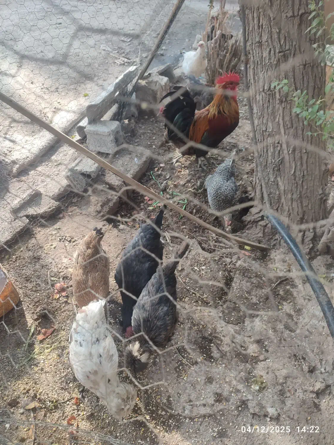 مرغ وغروس|حیوانات مزرعه|برازجان, |دیوار