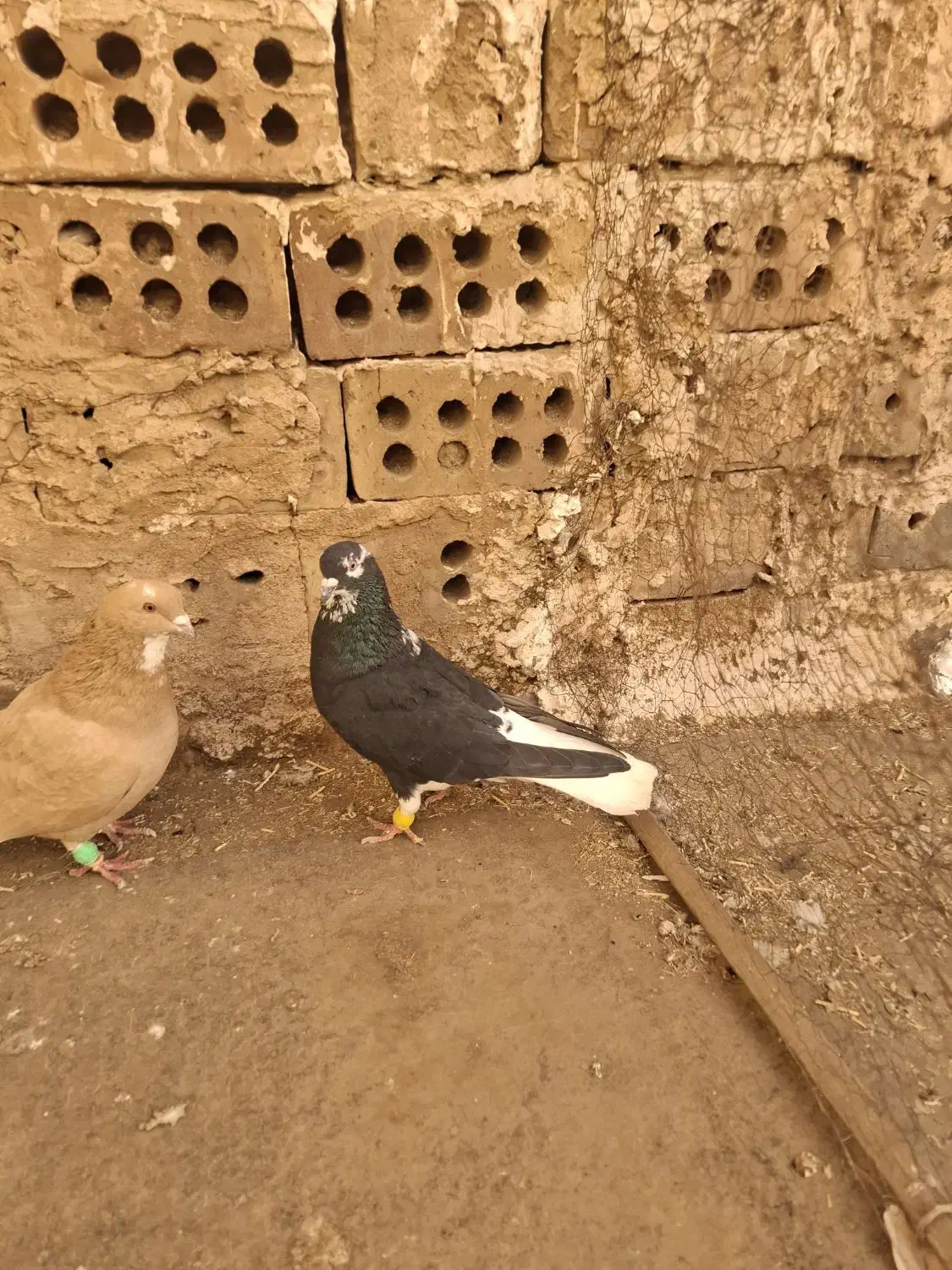 ۳ تا گرفتنی|پرنده|نیشابور, فردوس شمالی|دیوار