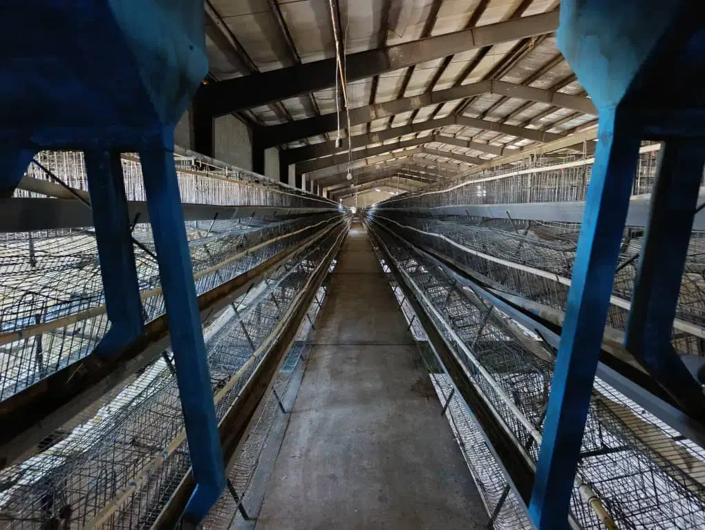 اجاره مرغداری تخم گذار85هزاری باپروانه ومجوزممیزی|اجارهٔ دفتر صنعتی، کشاورزی، تجاری|تیران, |دیوار