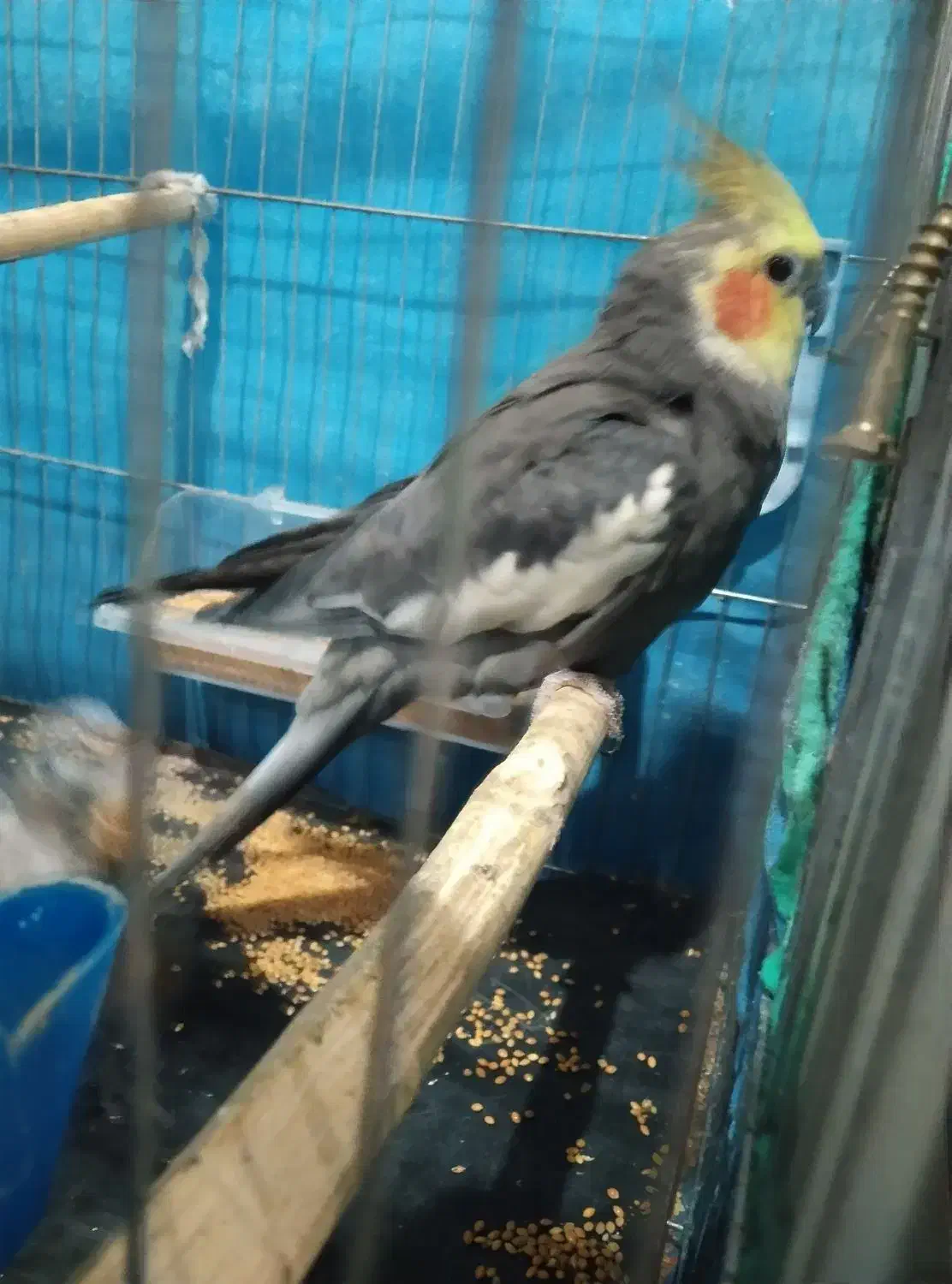 عروس هلندی نر و ماده|پرنده|رومشکان, |دیوار