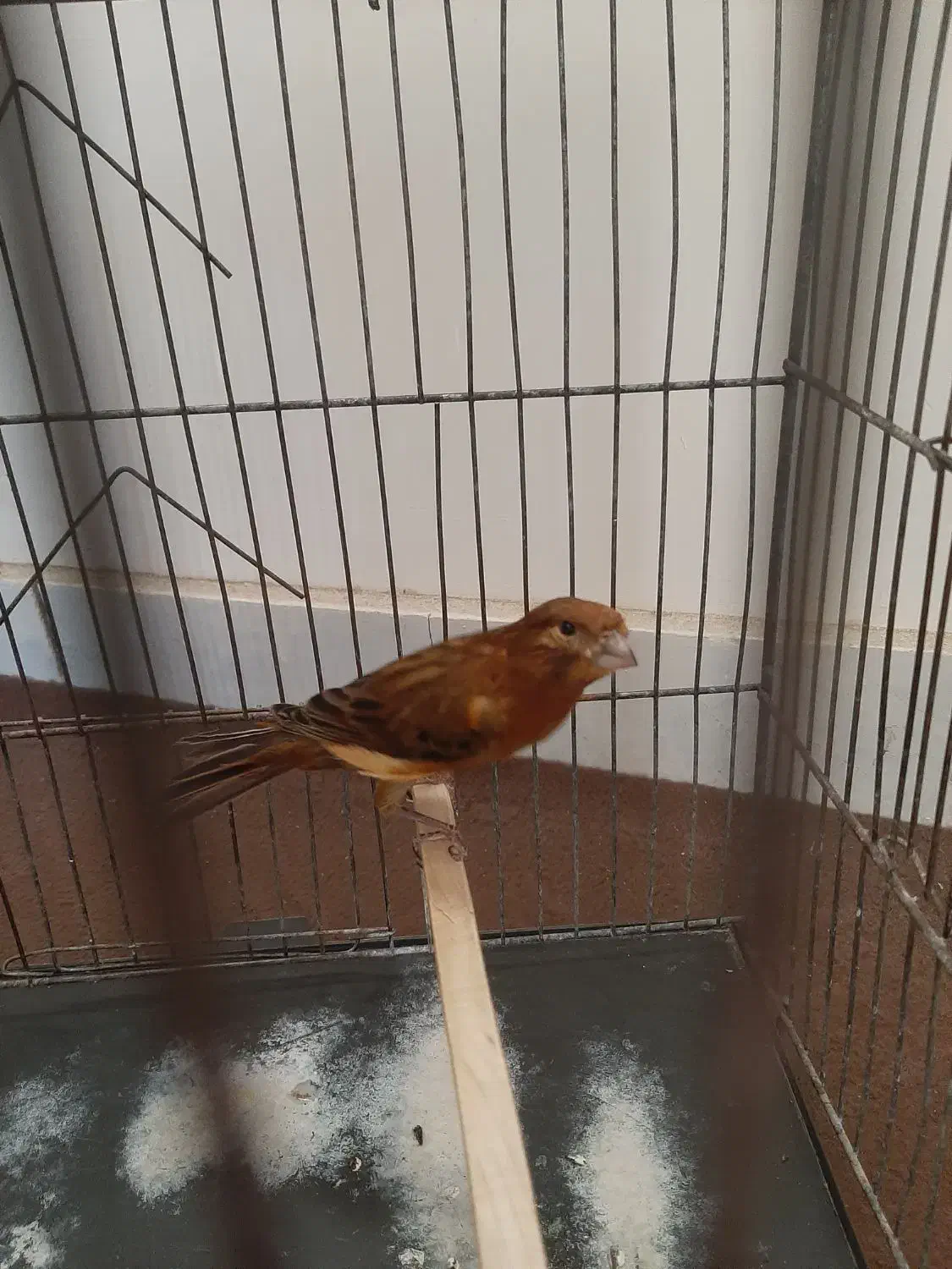 جونه ماده|پرنده|بروجرد, |دیوار