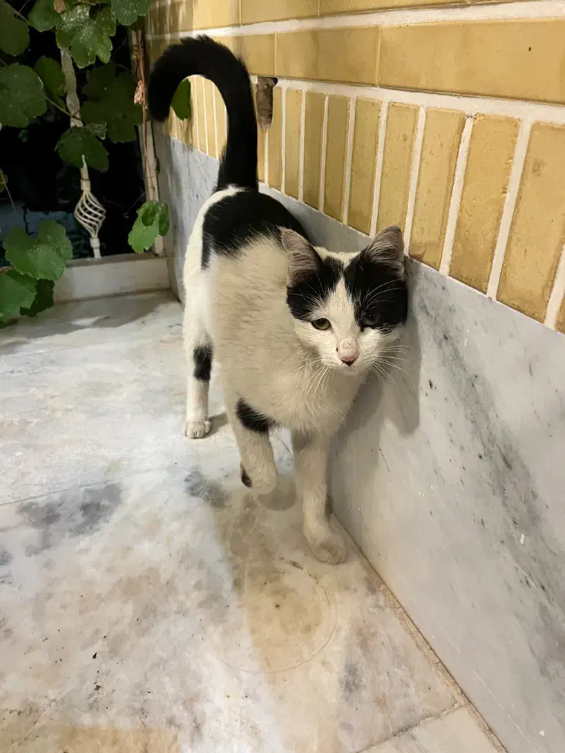 گربه|گربه|کاشان, معلم|دیوار