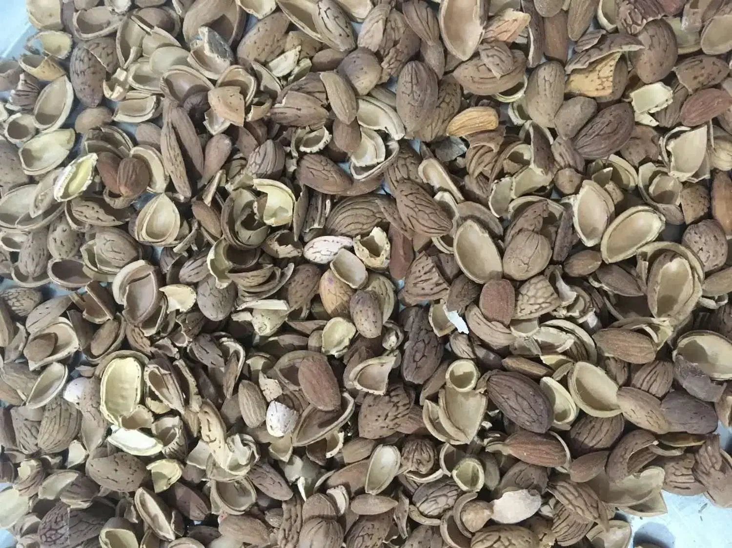 بادام کوهی شیرین شده شکسته شده با پوست|خوردنی و آشامیدنی|شیراز, شهرک ایثار|دیوار