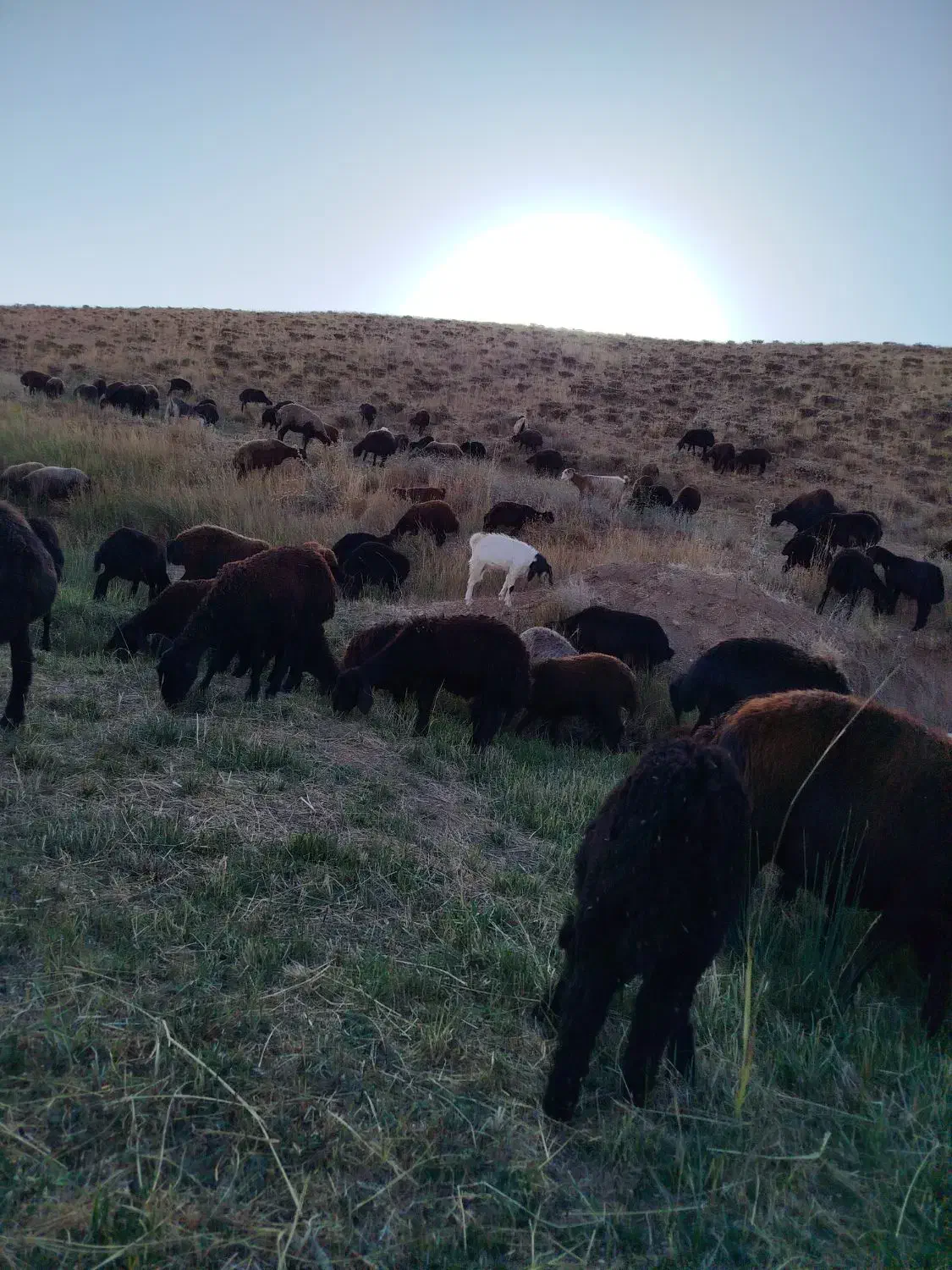 گوسفند|حیوانات مزرعه|ماهنشان, |دیوار