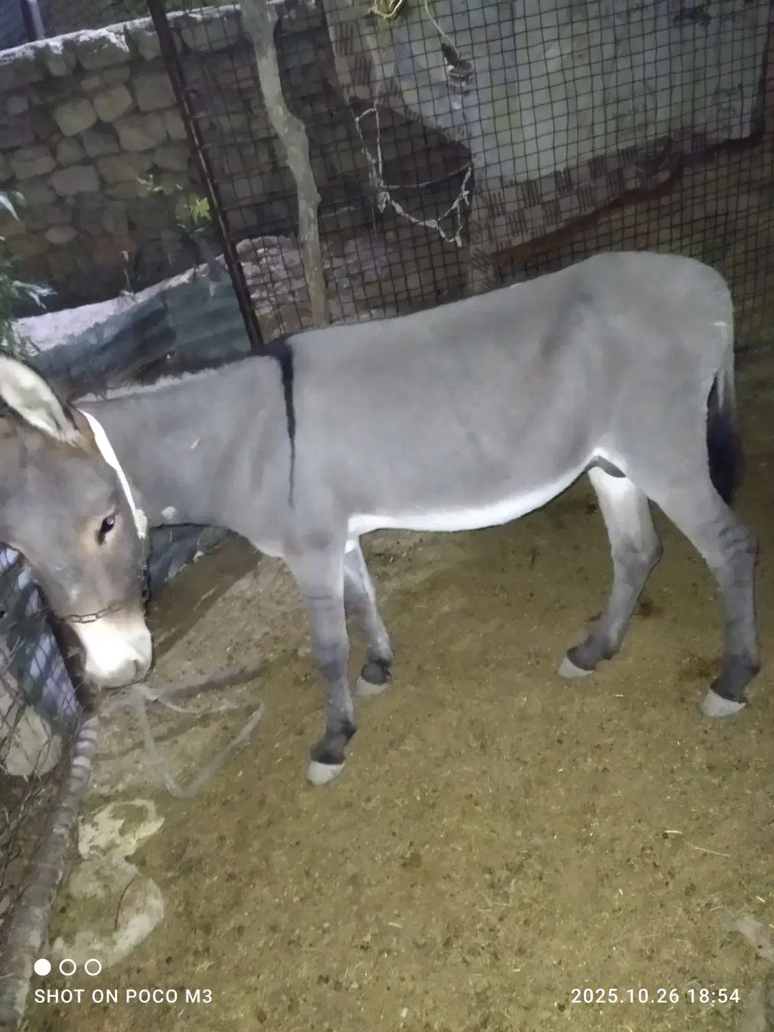 نرخردوسال|حیوانات مزرعه|ایذه, |دیوار