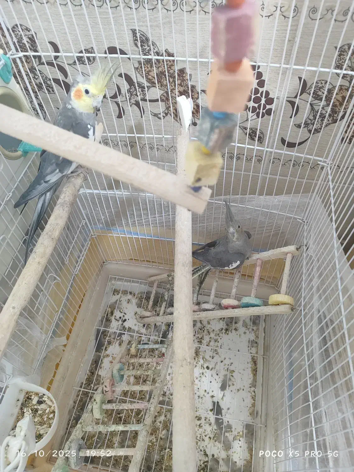 عروی هلندی با جوجه 3 و 5 ماهه|پرنده|کوه چنار, |دیوار