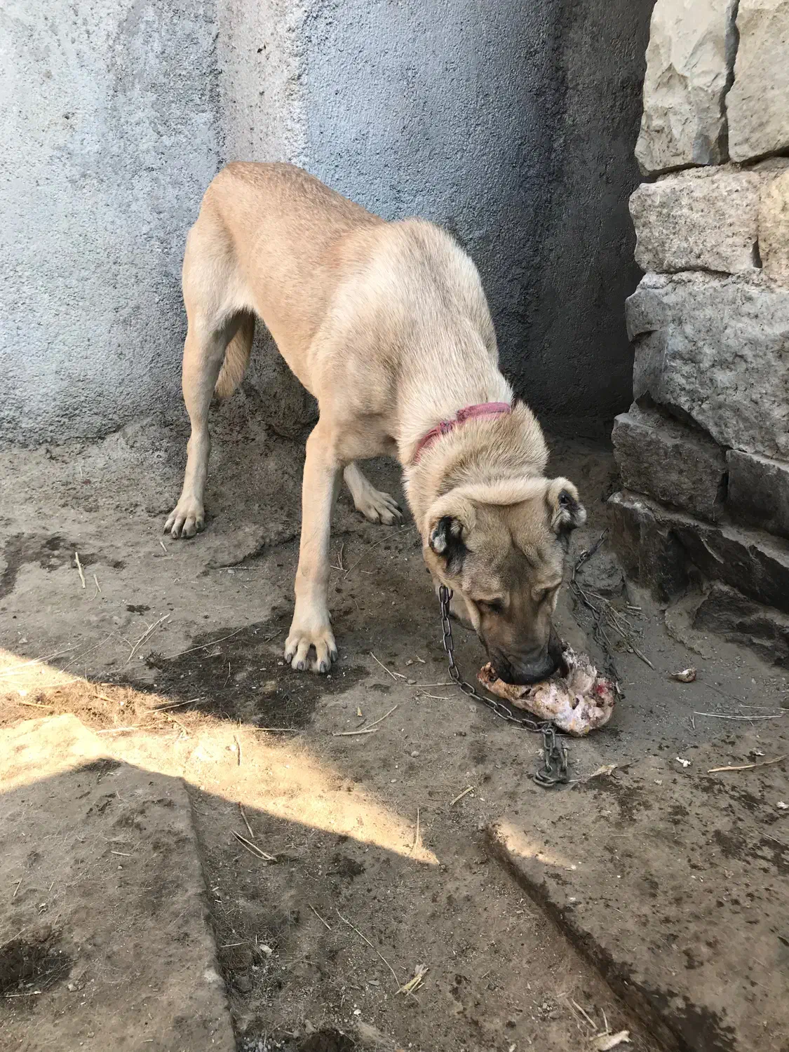 سگ ماده سرابی|سگ|همدان, |دیوار