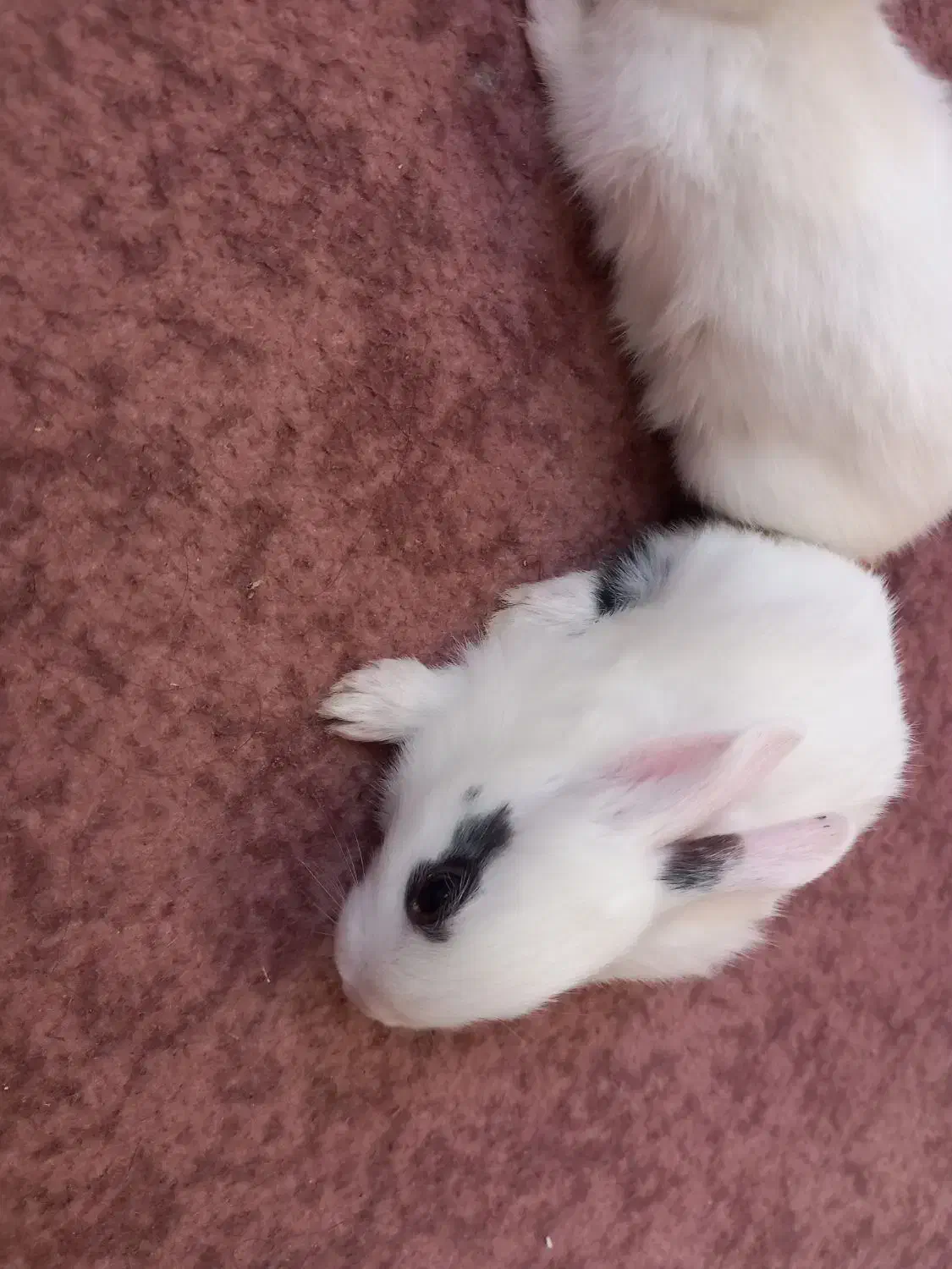 بچه خرگوش میکس خوش رنگ و چشم اشکی|موش و خرگوش|گرگان, |دیوار