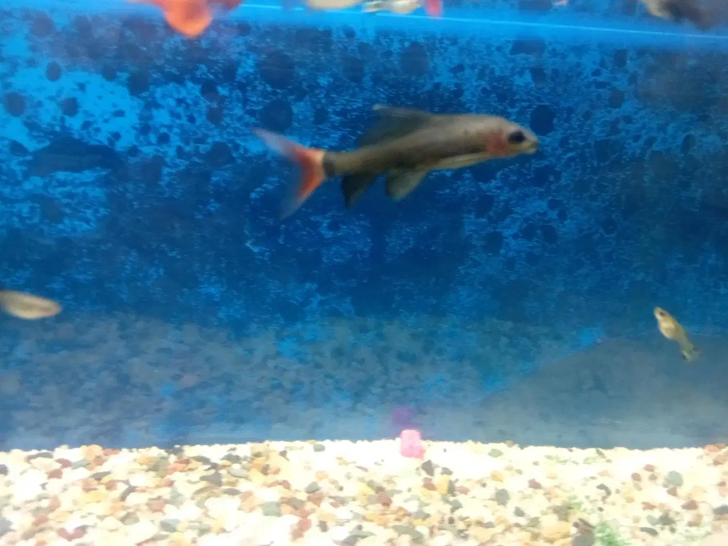 ماهی شارک|ماهی|سبزوار, جنت|دیوار