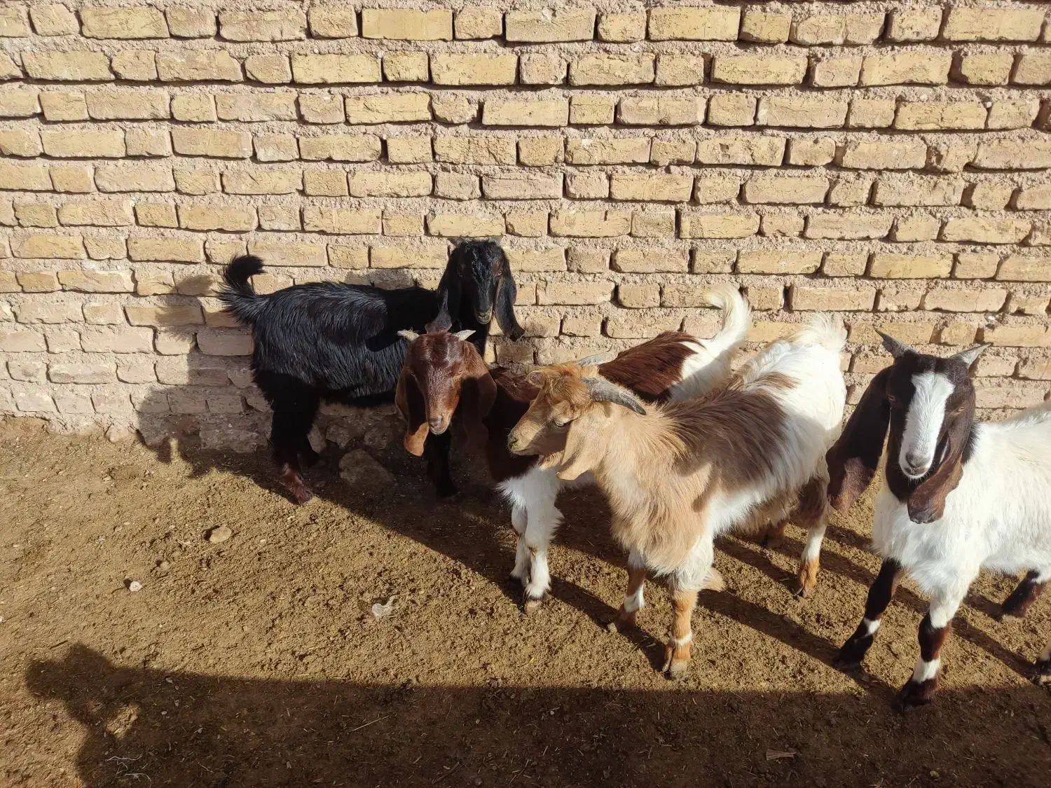 فروش ۴ عدد کهره|حیوانات مزرعه|نی‌ریز, |دیوار