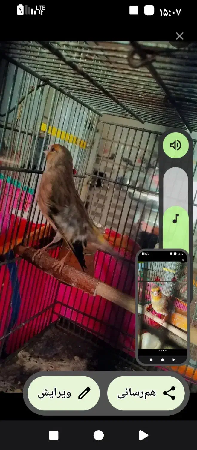 سهره قناری مست|پرنده|جهرم, |دیوار