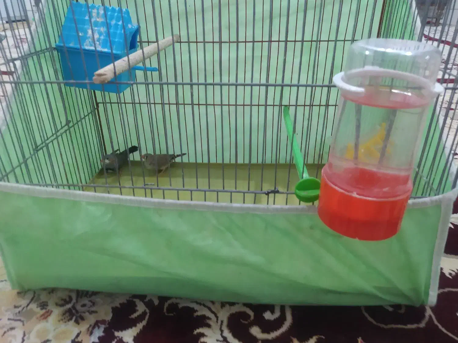 یک جفت فنچ|پرنده|نجفآباد, جوزدان|دیوار